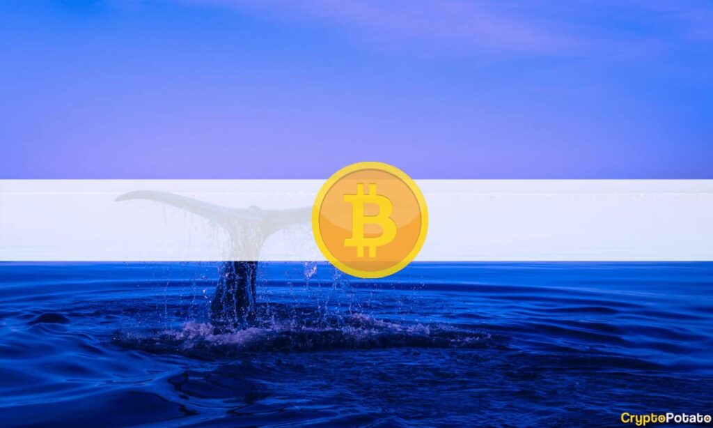 Curious $230M Worth of BTC Transaction From Dormant Whales: Implications on Bitcoin's Price?